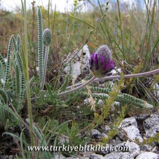 subsp.ayashensis-Ayaş-Ankara