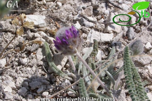 subsp.ayashensis-Ayaş-Ankara