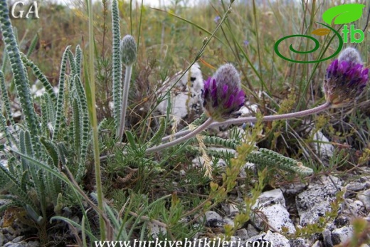 subsp.ayashensis-Ayaş-Ankara