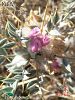 var. diphtherites-Şanlıurfa
