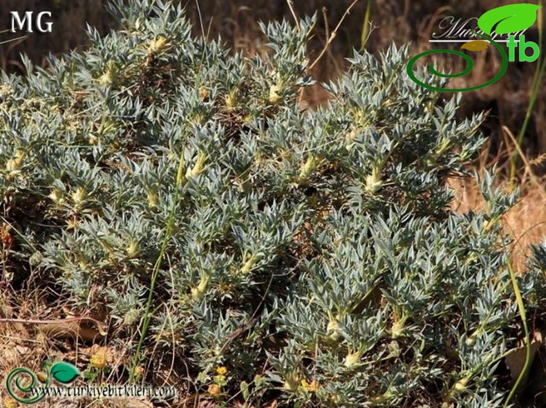 var diphtherites-Mardin