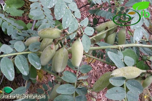 ssp orientalis-Akseki-Antalya