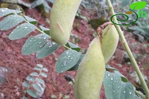 ssp orientalis-Akseki-Antalya