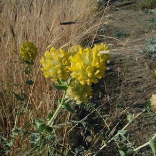 subsp. macrocephalus- Ankara