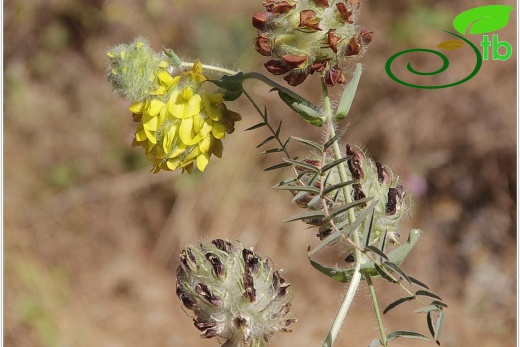 subsp. cucullaris-Mardin