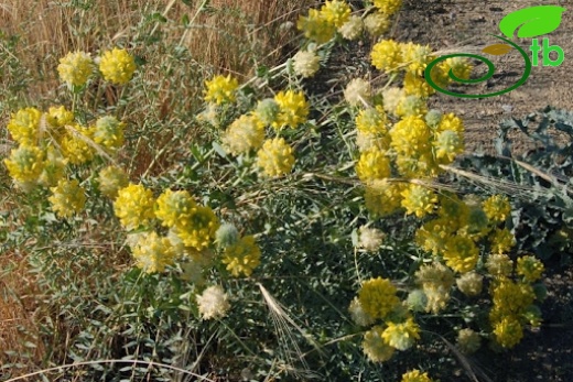 subsp. macrocephalus- Ankara