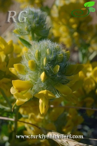 subsp. macrocephalus- Ankara