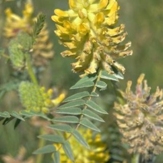 ssp stachyophorus-Çaldıran-Van