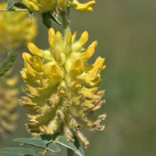 ssp stachyophorus-Çaldıran-Van