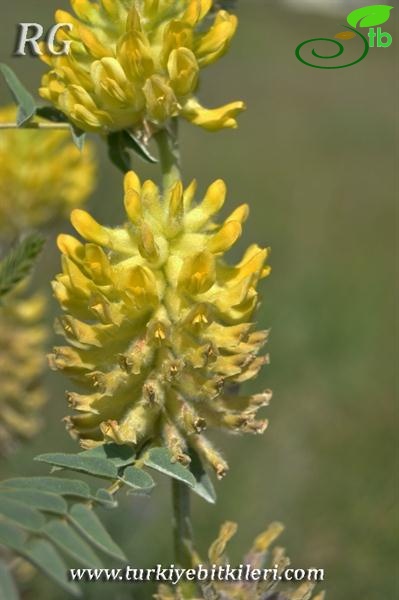 ssp stachyophorus-Çaldıran-Van