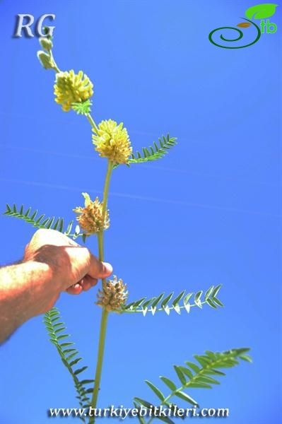 ssp stachyophorus-Çaldıran-Van