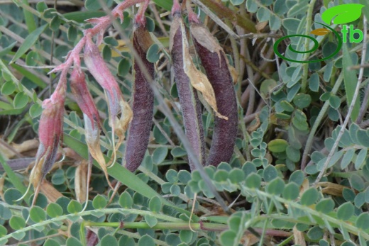 Aladağlar- Niğde