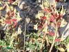 Ssp suberosus-Mardin