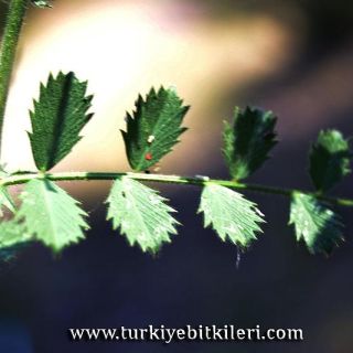 Kıbrıscık-Bolu