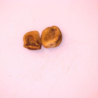 Tohum- Seed