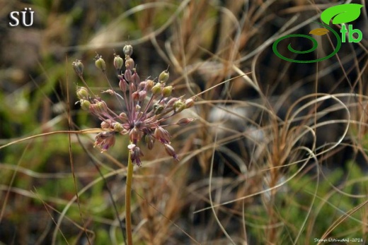 Ssp paniculatum-Tunceli