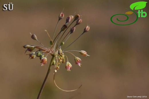 Ssp paniculatum-Tunceli