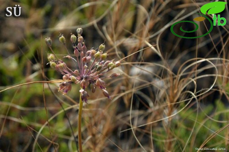 Ssp paniculatum-Tunceli