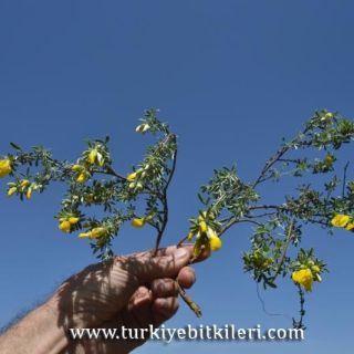 Kızılcahamam-Ankara