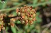 subsp. herbaceum-Samsun