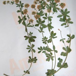 Bolu