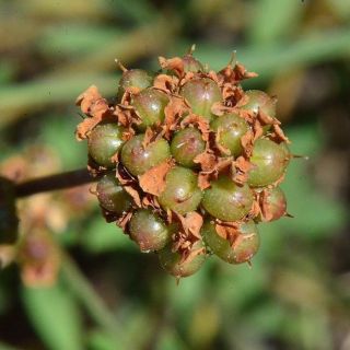 subsp. herbaceum-Samsun