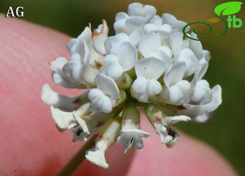 subsp. herbaceum-Samsun