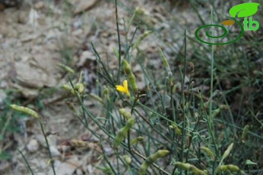 subsp. lydia-Bozdağ-Izmir 