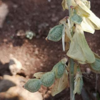 subsp. varium-Eskişehir