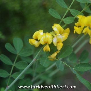 ssp emeroides-Silifke-Mersin