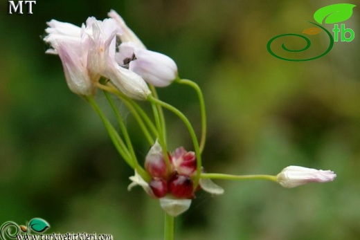 subsp-roseum