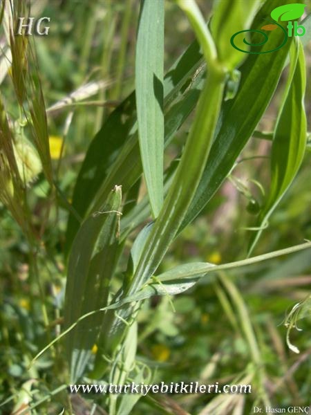 var. gorgoni