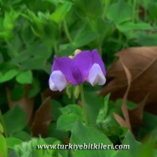 subsp. laxiflorus