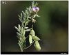 subsp tomentosus- Mardin