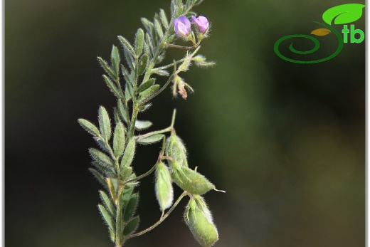 subsp tomentosus- Mardin