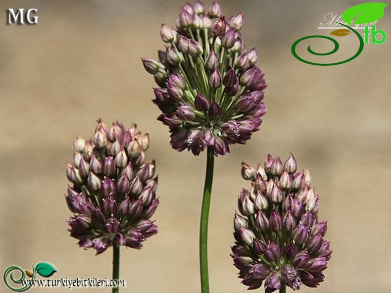 Ssp-rotundum-Mardin