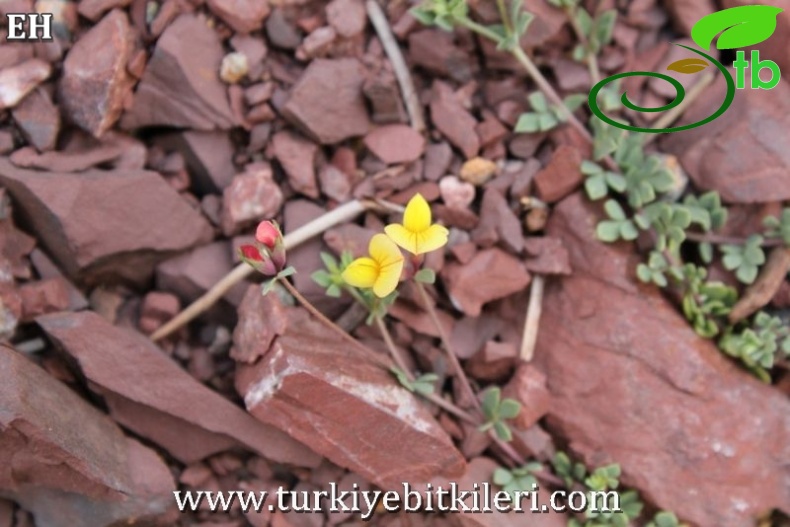 var alpinus-Sandras dağı