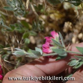 ssp anthylloides-Divriği-Sivas