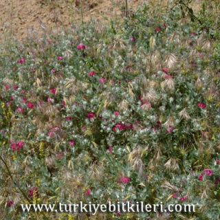 ssp anthylloides-Divriği-Sivas