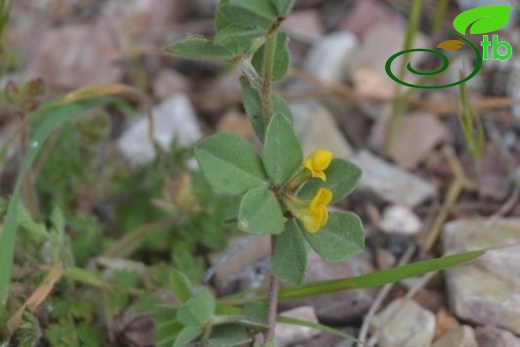 var peregrinus-Datça-Muğla