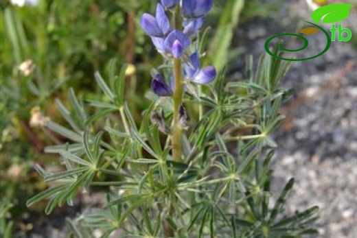 ssp angustifolius