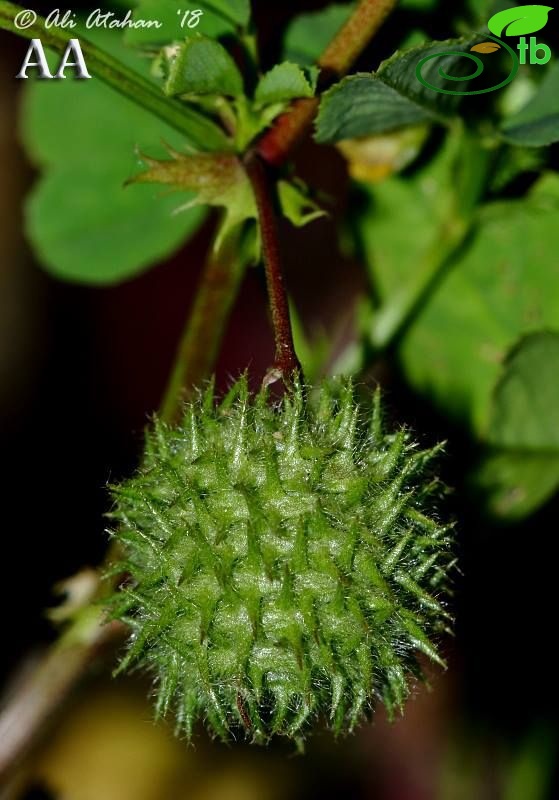 var ciliaris-Hatay