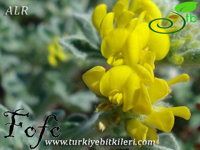 İtalya