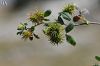 var. polymorpha- İzmir