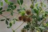 var. vulgaris- İzmir