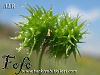var polymorpha-İtalya