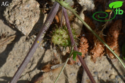 var. vulgaris- İzmir