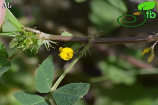 var. vulgaris- İzmir