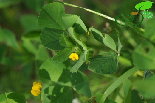 var. polymorpha- İzmir