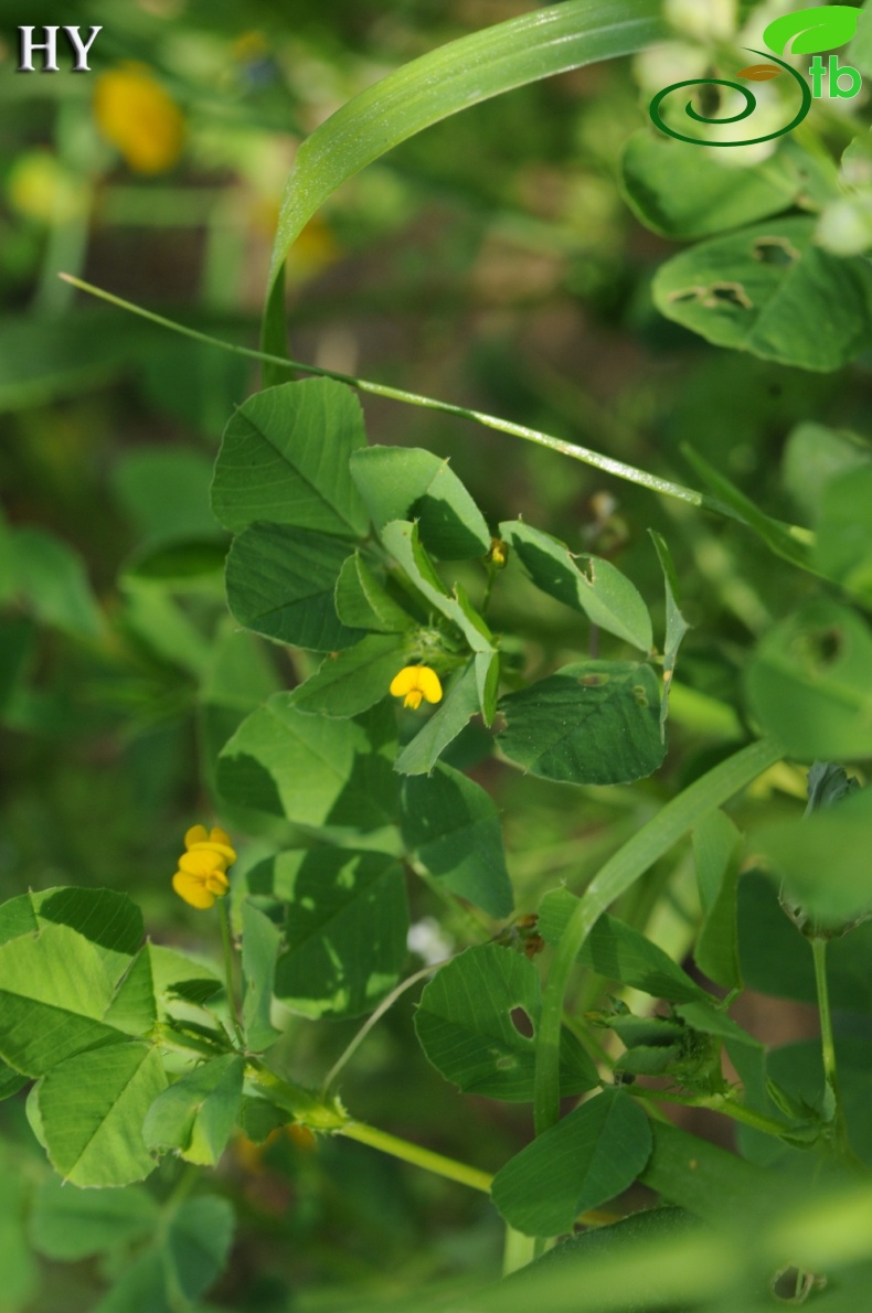 var. polymorpha- İzmir